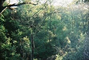 Ravine Gardens State Park - Alchetron, the free social encyclopedia