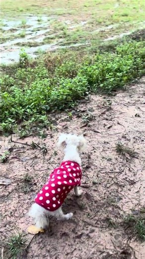 Tima is watching the water in the rice field. #ToyPoodle18YearsOld #CuteDog #LittleGirlLamPloenShow