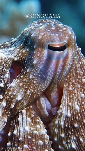 The Secret Behind Octopus Camouflage Revealed in Stunning Detail #ocean #wildlife