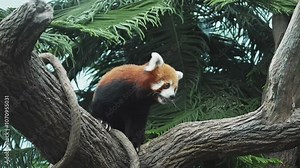 Cute little bear. Wild animal in natural habitat. Singapore zoo. red panda, Ailurus fulgens, also called the lesser panda and the red cat-bear walking on a tree. Singapore zoo.Wildlife mammal animals.