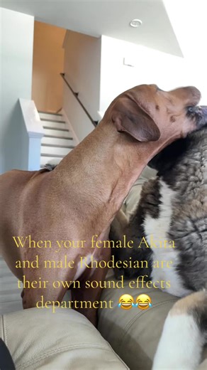 Humorous Sound Effects from My Akita and Rhodesian
