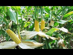 The challenges that face devolution in Kenya: Joe Kenneth Kaunda-Governance and Devolution expert