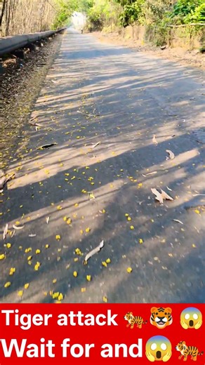 Tiger 🐅🐯 attack 🐅😱😱 #tiger #atack #viral #automobile #lifeisbutadream