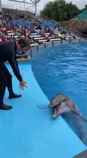 Dolphin Steals the Microphone! #dolphin #aquarium #shorts #wildlife #funny