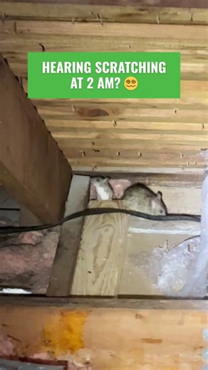 Hearing scratching in your walls? 🐭