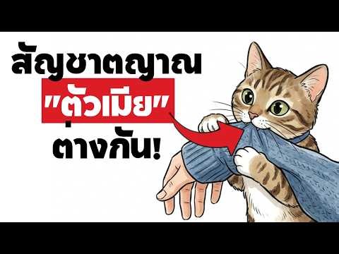 ทำไม "แมวตัวเมีย" ถึงไม่เหมือนตัวผู้? 9 สิ่งที่ทาสแมวต้องรู้! (ความลับที่คุณอาจไม่เคยรู้)