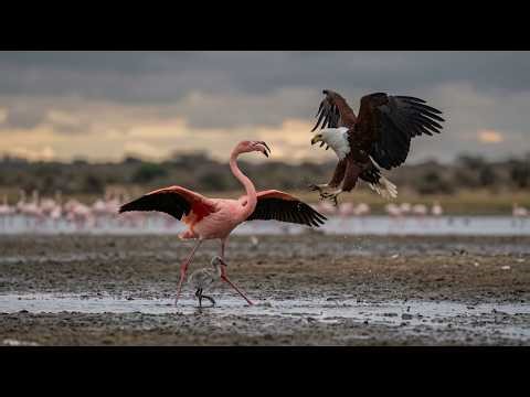 Greater Flamingo: 180 days from egg to adulthood