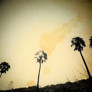 Little Beach Drum Circle Concert & Tour History  | Concert Archives