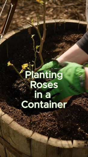 Spring is the best time to plant roses in containers. Choose a type suited to containers. I love the roses from @heirloomroses Use discount code GARDENAZ24 for 20% off any rose order now through December 31, 2024