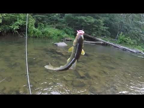 CREEK FISHING DEER CREEK/ ROCK STATE PARK, MARYLAND PART I