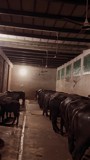 𝗦𝘂𝗿𝗷𝗶𝘁_𝗱𝗮𝗶𝗿𝘆 _𝗳𝗮𝗿𝗺_ on Instagram: "𝗕𝗟𝗔𝗖𝗞 𝗚𝗢𝗟𝗗 . . . . . . #DairyFarming #DairyFarmIndia #IndianDairyFarm #DairyFarmer #FarmLifeIndia #BuffaloFarm #MurrahBuffalo #CowFarm #DesiCow #CowLoversIndia #BuffaloLovers #CattleFarming #LivestockFarming #AnimalReels #FarmReels #PunjabDairyFarm #HaryanaDairyFarm #MilkProduction #CattleBreeding #IndianFarming"