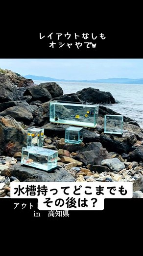 高知は魚のお持ち帰りもしやすいよ！#海水魚採集 #アウトドアアクアリウム#aquarium
