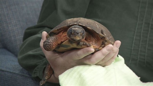 Learn all about George the wood turtle