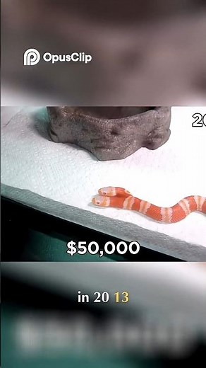 Two-Headed Snake – The Rarest Mutant Creature on Earth! Unbelievable Real Footage”