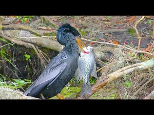 ANHINGA BEATING FISH AND SWALLOWING WHOLE