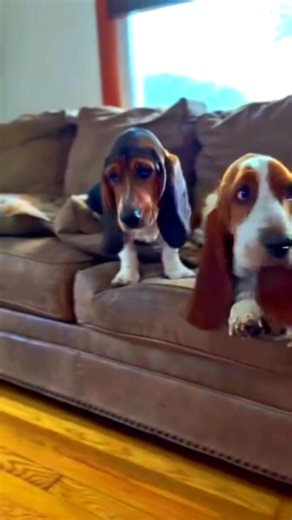 We had a long talk today as the barking has gotten out of control. They sat on couch tilted their heads and they acted like they understood and then bode yawned …and within minutes were barking louder and harder than ever at everyone and anyone lol | Steven Paras