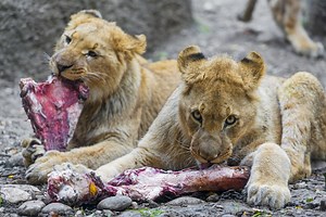 Lion cubs eating meat