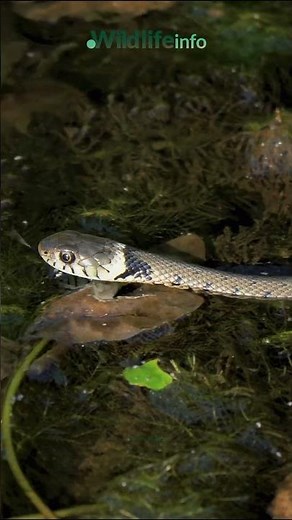 Legless Lizards vs. Snakes Explained!