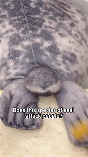 Understanding Seal Behavior: Do They Attack People?
