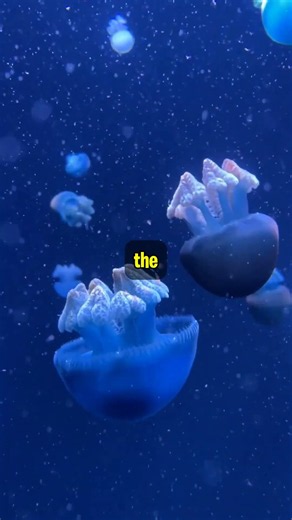 The Immortal Jellyfish That Can Revert Its Age #shorts #abyssalfacts #ocean