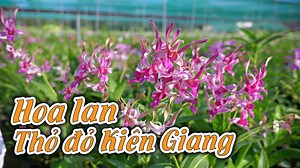 2.1K views · 86 reactions | HOA LAN THỎ ĐỎ KIÊN GIANG MÀU SẮC RỰC RỠ. CƠ HỘI SƯU TẦM VÌ QUÁ QUÁ RẺ. #hoalan #hoalandep #hoalan #hoalandep #hoalandendro HOA LAN ĐẸP Facebook: https://www.facebook.com/hoalandendrobium Chuyên cung cấp sỉ lẻ hoa lan 0333.49.1000 - 083.449.1000 ------------------ © Bản quyền thuộc về Hoa Lan Đẹp © Copyright by Hoa Lan Đẹp ☞ Do not Reup | Vườn Hoa Lan Đẹp | Facebook