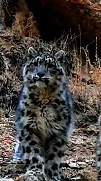 One Slip… 100M Down! Goat vs Snow Leopard on a Vertical Cliff #wildlifeshorts