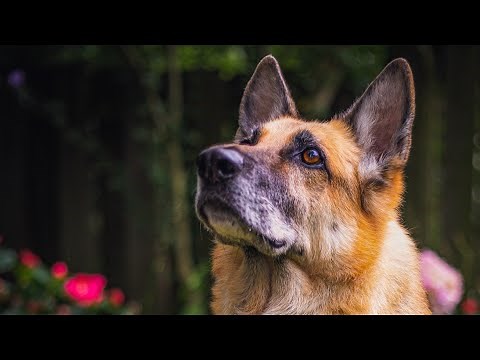 Grooming my 11 year old German Shepherd