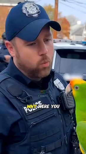 36K views · 2.1K reactions | #My parrot doesn’t talk—he argues! #talkingparrot #funnyparrot #funnyparrot #comedy | Choro parrot | Facebook