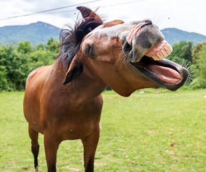 377K views · 642 reactions | 4 training tips to help you get excited about riding again and give you the knowledge to make some serious progress. This FREE online class will show you the system that successful riders are using to make progress each and every time they ride. Click Below To Join Me In This FREE Class now! Limited spots left. | Your Riding Success | Facebook