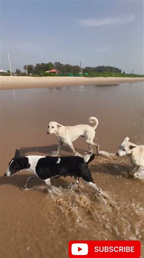 chimtu bhai rocks #viral #shorts #trending #telugushorts