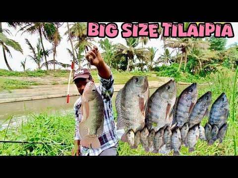 How To Catch Tilapia |Best Bait For Tilapia For | Big Tilapia Fishing 🎣 |