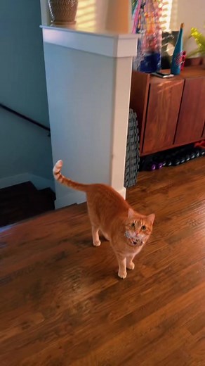 Way-ooo!!! 🐈 💗 Otis’ definitely Outhere Bro 💥📣 #cat #fyp #catsoftiktok #petlover #catsanddogs #catchallange #kittensoftiktok #petlover #hungrycat