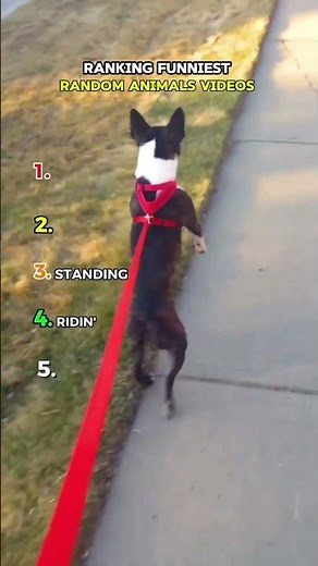 Ranking Funniest Random Animals Videos