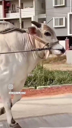 DVR MEMORIAL #Sk Ghani @dvr Memorial & kanuru