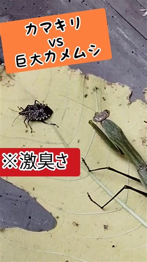 A giant praying mantis fighting a stink bug (stink bug) [Unusual footage, scary, insects, bugs, c...