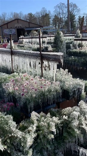 A horticultural technique called ice encasement (sprinkler frost protection) uses freezing water to form an insulating layer on plants, protecting them from frost damage.