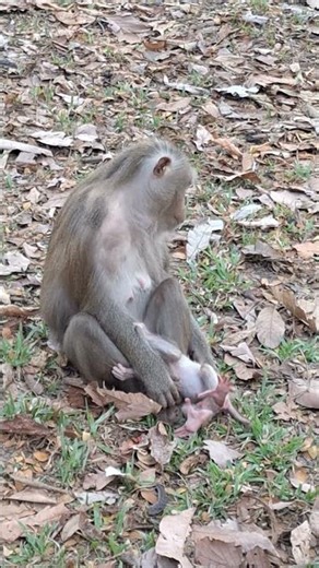 Angkor Monkey Family, #1605. #shorts