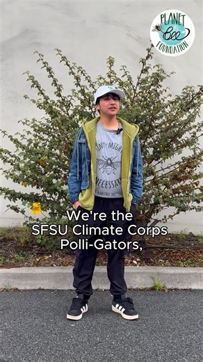You don’t have to go far to find plants pollinators love 🌿🐝 Our amazing interns from @sanfranciscostate @sfstate_collegecorps are exploring their college campus to identify native plants—and showing how those same plants can be found in neighborhoods, parks, and schoolyards, too. This week’s plant: California flannel bush — a bold California native with bright yellow blooms that bees can’t resist. Follow @planet_bee for more native plant spotlights. #pollinators #interns #nativeplants #inatura