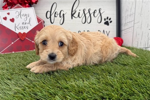 Summer - Cavapoo Puppy 2D382B