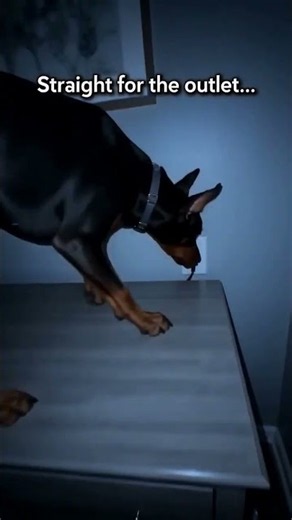 Can Dogs Sense Danger Before Humans Do? 🐶❤️ This Baby’s Guardian Was Watching Closely