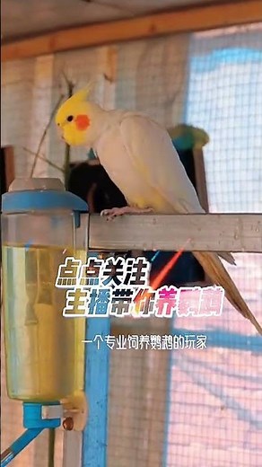 Mastering the Art of Bird Calls: High-Quality Male Eclectus Parrot Sounds for Training...