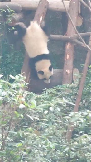 Little Baby Panda fell down off the stairs