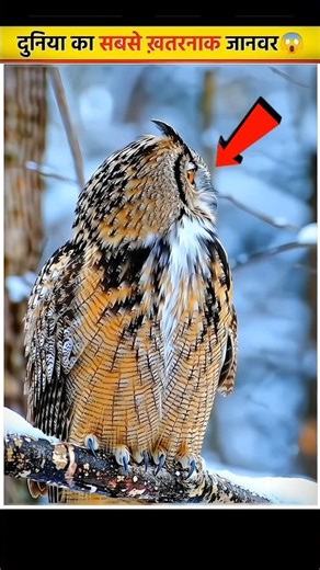 🤯5 amazing fact about animal || #shortfeed #viral #factsvideo