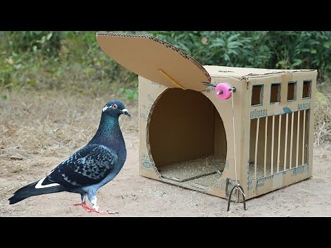 Easy DIY Quick Pigeon Trap Using Cardboard Box - Trap Processing