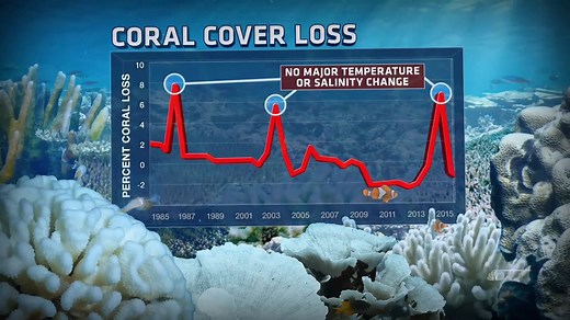 202K views · 1.3K reactions | Coral reefs near the Florida Keys are...