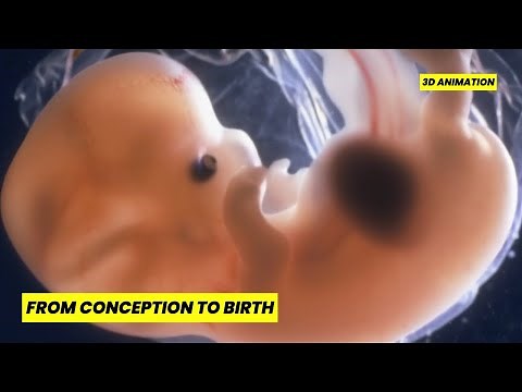 FROM CONCEPTION TO BIRTH: COMPLETE PREGNANCY JOURNEY IN 3D ANIMATION | MIRACLE OF LIFE EXPLAINED