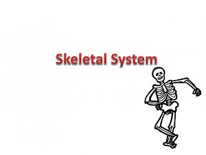 Skeletal System - SlideServe