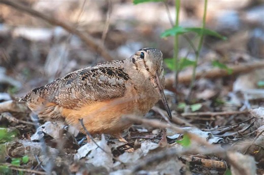 When and Where to Hunt Woodcock During Migration - Game & Fish