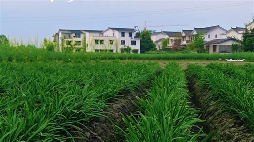 #三农之青久根脉。不忘来时路，青久的寻根溯源之地——广田福地，四海八方。