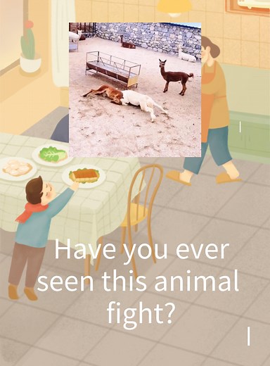 8.8K views | Have you ever seen this animal fight? 这种动物打架你见过没？ So this is what an alpaca fight looks like, did you know? #alpaca #fighting #cute #nature #rare #outdoor #animal #outrageous 原来羊驼打架是这个样子，你知不知道？ #羊 #打架 #可爱 #自然 #少见 #户外 #动物 #离谱 | Chaka Yak | Facebook